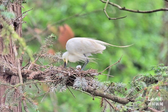 育雛 (2)-FZ100413852507.JPG