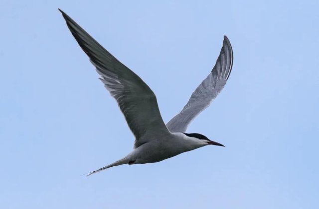 德宏拍攝到普通燕鷗（圖據(jù)云南號(hào)-德宏發(fā)布）