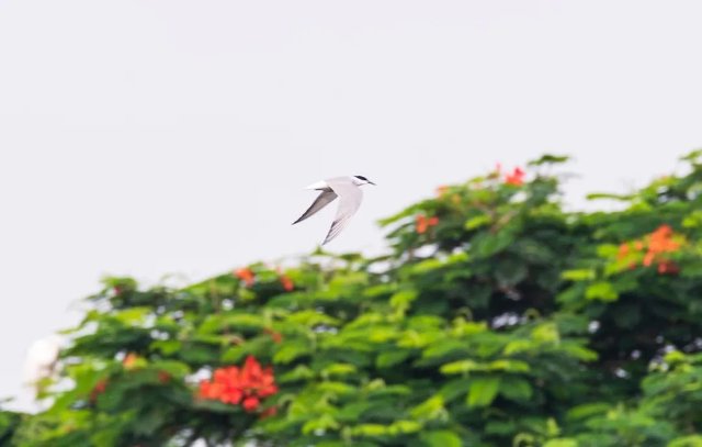 德宏拍攝到普通燕鷗（圖據(jù)云南號(hào)-德宏發(fā)布）