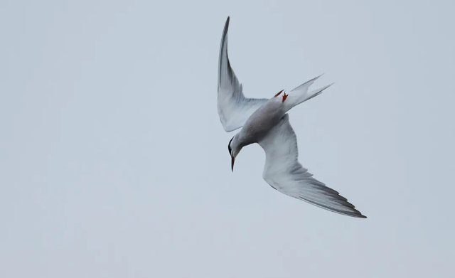 德宏拍攝到普通燕鷗（圖據(jù)云南號(hào)-德宏發(fā)布）