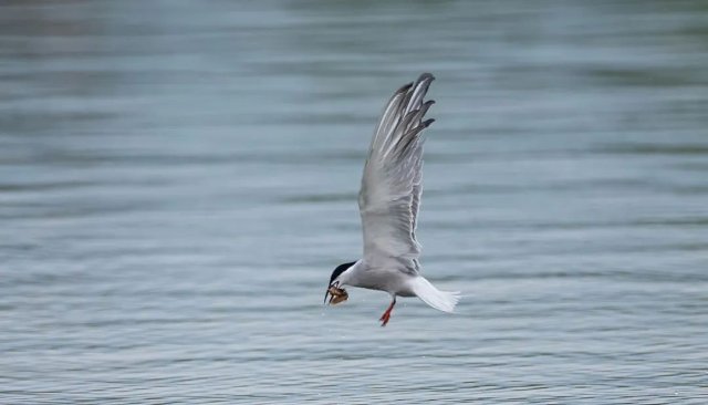 德宏拍攝到普通燕鷗（圖據(jù)云南號(hào)-德宏發(fā)布）