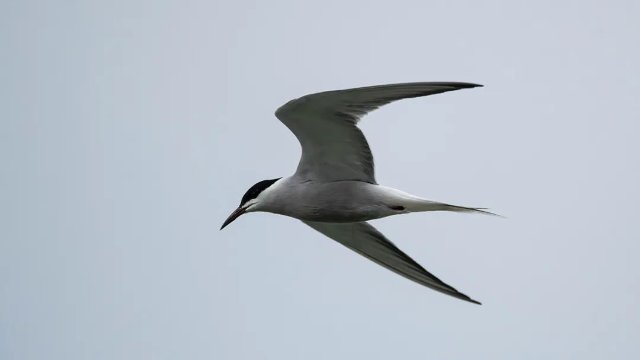 德宏拍攝到普通燕鷗（圖據(jù)云南號(hào)-德宏發(fā)布）