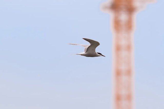 德宏拍攝到普通燕鷗（圖據(jù)云南號(hào)-德宏發(fā)布）