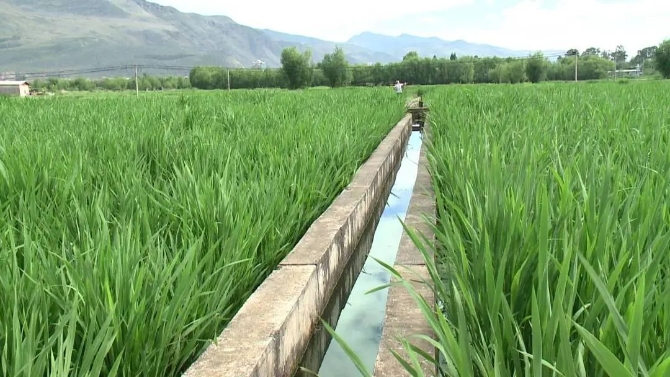 彭屯村茭瓜圖片000012.JPG 圖片