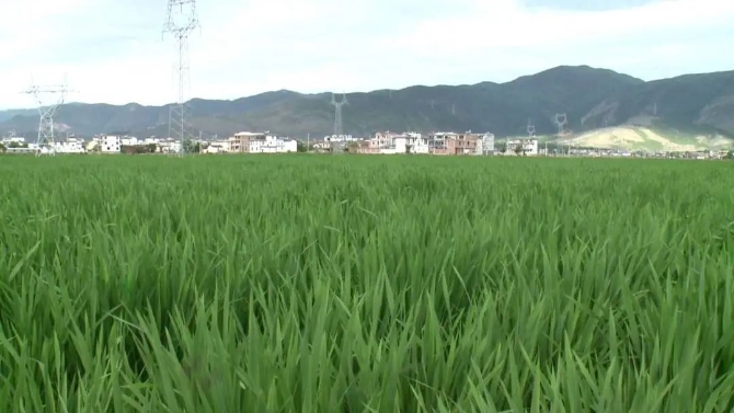 彭屯村茭瓜圖片000005.JPG 圖片