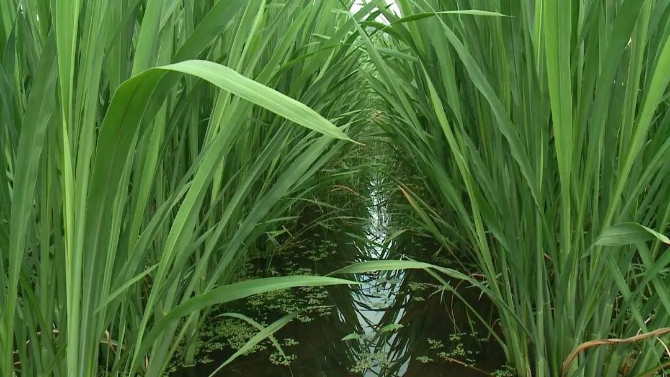 彭屯村茭瓜圖片000015.JPG 圖片