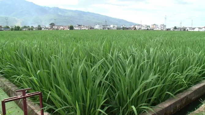 彭屯村茭瓜圖片000010.JPG 圖片