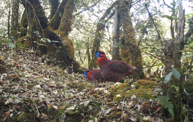 身披五彩華衣 林中漫步覓食！近危物種紅腹角雉頻現(xiàn)云南龍陵