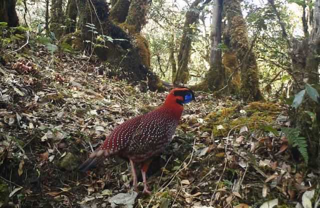 身披五彩華衣 林中漫步覓食！近危物種紅腹角雉頻現(xiàn)云南龍陵