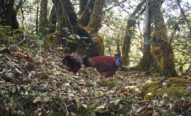 身披五彩華衣 林中漫步覓食！近危物種紅腹角雉頻現(xiàn)云南龍陵