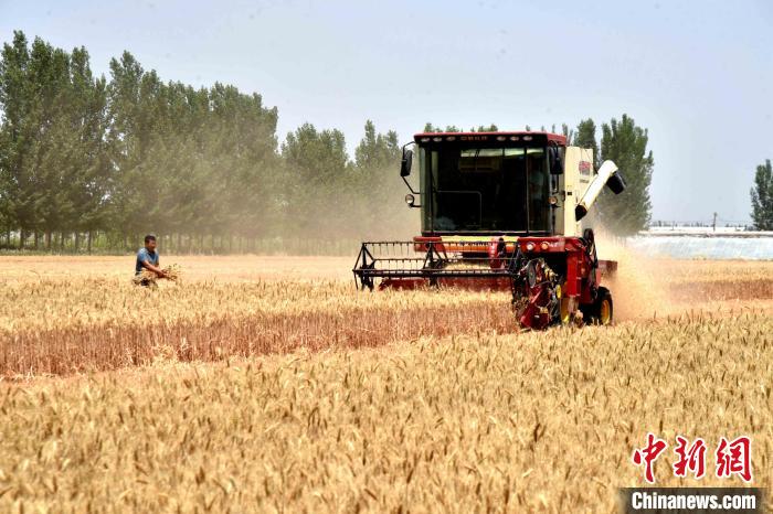 (資料圖)聯(lián)合收割機在山東省聊城市茌平區(qū)賈寨鎮(zhèn)耿張村田間進行小麥收割作業(yè)?！≮w玉國 攝