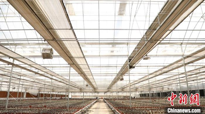 果園村發(fā)展現(xiàn)代農(nóng)業(yè)特色產(chǎn)業(yè)，為發(fā)展壯大村集體經(jīng)濟、村民增收開辟了一條綠色發(fā)展的新路。　向上 攝