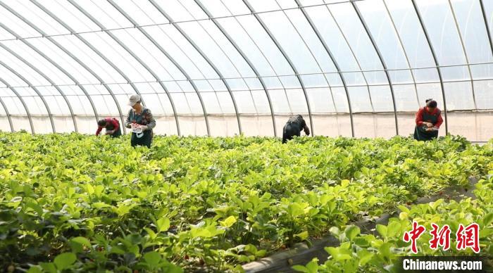 色彩斑斕的仙客來競相開放，水果黃瓜、西紅柿、草莓等果蔬長勢喜人，采摘的游客絡(luò)繹不絕?！∠蛏?攝