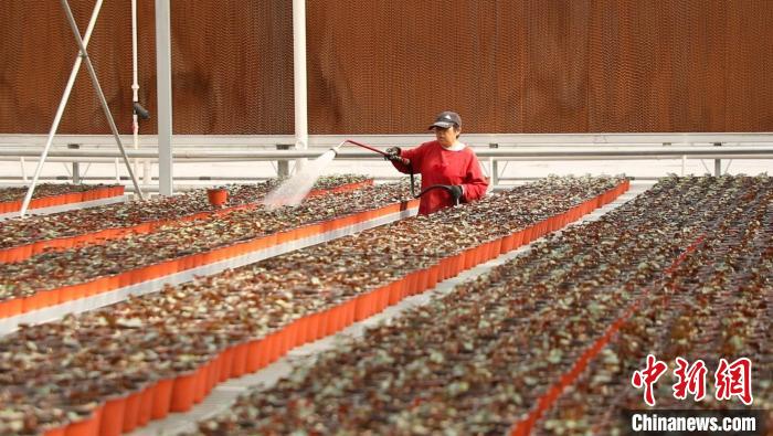 搬運、修剪、澆水，一個個忙碌的身影穿梭在果園村的蔬菜花卉繁育基地中?！∠蛏?攝