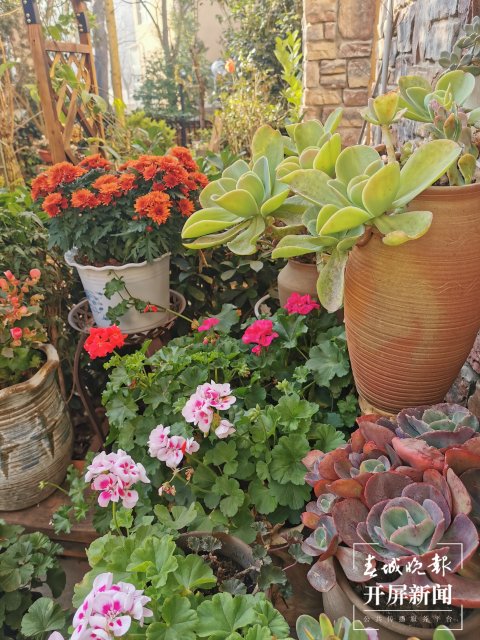 開(kāi)屏觀察｜昆明家庭園藝日漸風(fēng)靡，養(yǎng)花不再是老人“專(zhuān)利”（開(kāi)屏新聞?dòng)浾?李賽 攝）