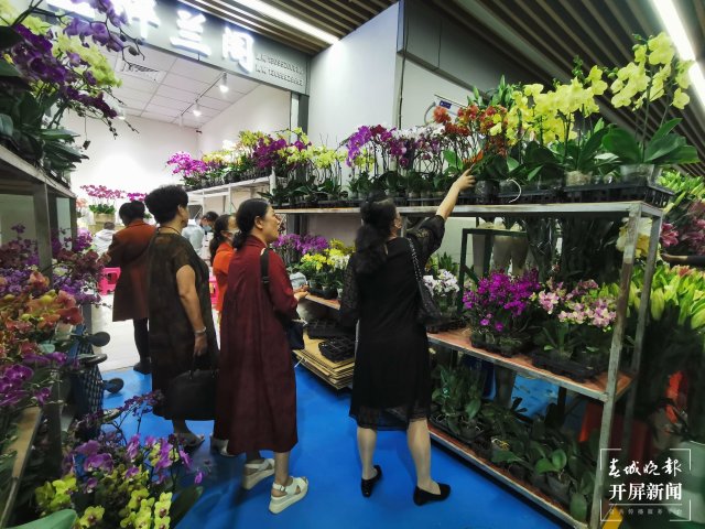 開(kāi)屏觀察｜昆明家庭園藝日漸風(fēng)靡，養(yǎng)花不再是老人“專(zhuān)利”（開(kāi)屏新聞?dòng)浾?李賽 攝）