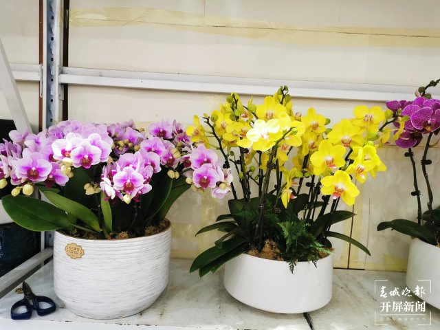 開(kāi)屏觀察｜昆明家庭園藝日漸風(fēng)靡，養(yǎng)花不再是老人“專(zhuān)利”（開(kāi)屏新聞?dòng)浾?李賽 攝）