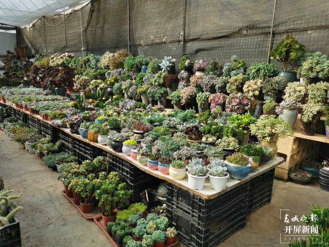 開(kāi)屏觀察｜昆明家庭園藝日漸風(fēng)靡，養(yǎng)花不再是老人“專(zhuān)利”（開(kāi)屏新聞?dòng)浾?李賽 攝）