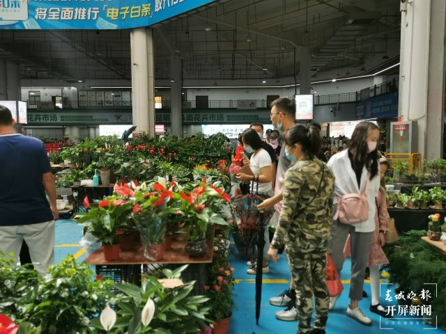 開(kāi)屏觀察｜昆明家庭園藝日漸風(fēng)靡，養(yǎng)花不再是老人“專(zhuān)利”（開(kāi)屏新聞?dòng)浾?李賽 攝）