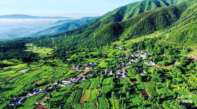 大理這十年｜在巍山種下一個夢想，把這里變成檸檬之鄉(xiāng)（開屏新聞記者 楊維琦 攝）