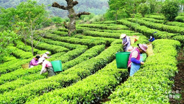 大理這十年｜在巍山種下一個夢想，把這里變成檸檬之鄉(xiāng)（開屏新聞記者 楊維琦 攝）