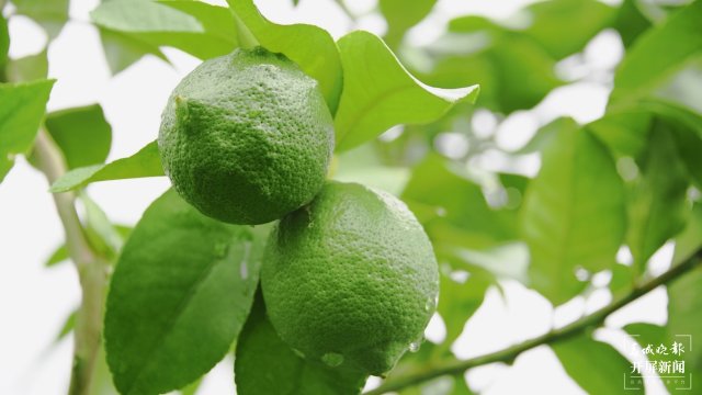 大理這十年｜在巍山種下一個夢想，把這里變成檸檬之鄉(xiāng)（開屏新聞記者 楊維琦 攝）