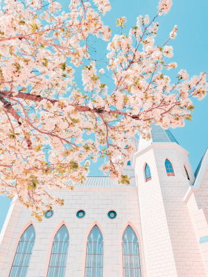 遇見春天。參賽者行行攝攝供圖