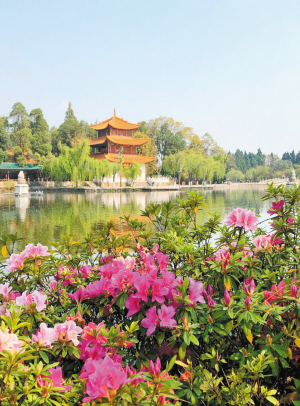 杜鵑映大觀。參賽者胡曉立供圖