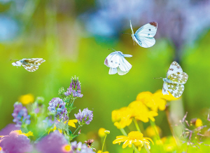 花間蝶舞。參賽者藍(lán)雨供圖