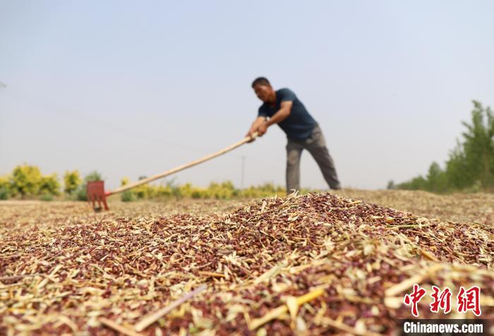 【大國“糧”策】河北南皮3000畝彩麥豐收“高顏值”彩麥?zhǔn)芮嗖A