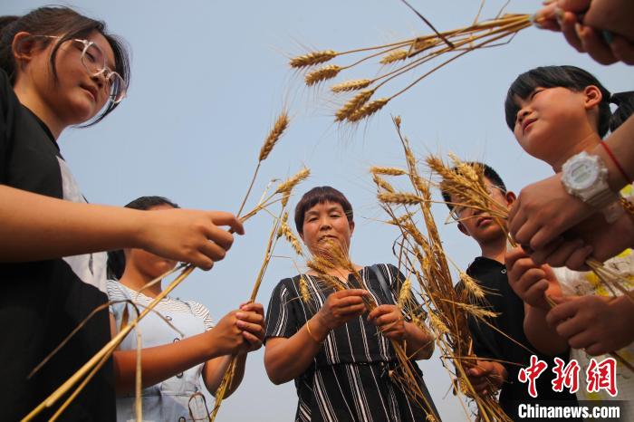 【大國“糧”策】河北涿州：麥?zhǔn)债?dāng)課堂學(xué)生親歷“粒粒皆辛苦”