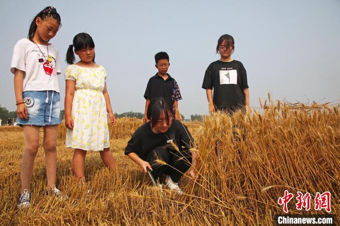 學(xué)生體驗用鐮刀收割小麥?！⌒苋A明 攝
