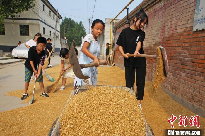 學(xué)生晾曬小麥?！⌒苋A明 攝