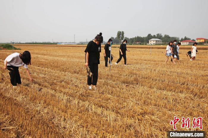 學(xué)生在麥田撿拾麥穗?！⌒苋A明 攝