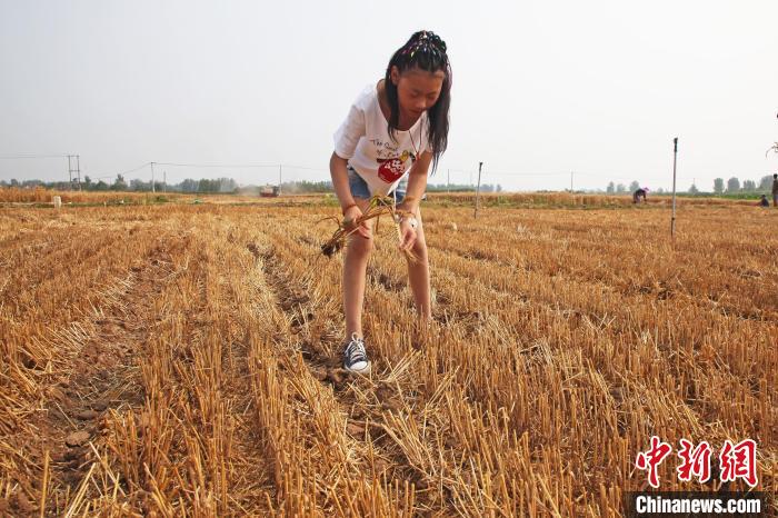學(xué)生在麥田中撿拾麥穗?！⌒苋A明 攝