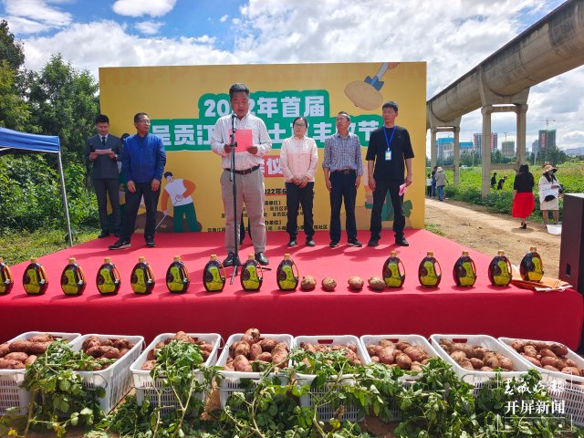 快來(lái)一起挖土豆！呈貢江尾社區(qū)首屆土豆豐收節(jié)太好玩了（閔楠 通訊員 田佳麗 攝）