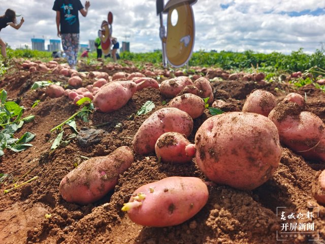 快來(lái)一起挖土豆！呈貢江尾社區(qū)首屆土豆豐收節(jié)太好玩了（閔楠 通訊員 田佳麗 攝）