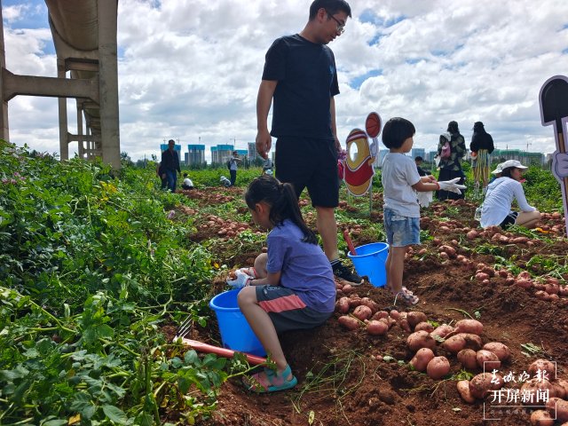 快來(lái)一起挖土豆！呈貢江尾社區(qū)首屆土豆豐收節(jié)太好玩了（閔楠 通訊員 田佳麗 攝）