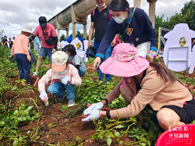 快來(lái)一起挖土豆！呈貢江尾社區(qū)首屆土豆豐收節(jié)太好玩了（閔楠 通訊員 田佳麗 攝）