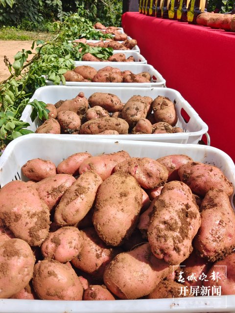 快來(lái)一起挖土豆！呈貢江尾社區(qū)首屆土豆豐收節(jié)太好玩了（閔楠 通訊員 田佳麗 攝）