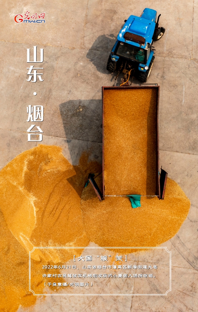 【大國“糧”策】山東：小麥?zhǔn)斋@接近尾聲 單產(chǎn)再創(chuàng)新高