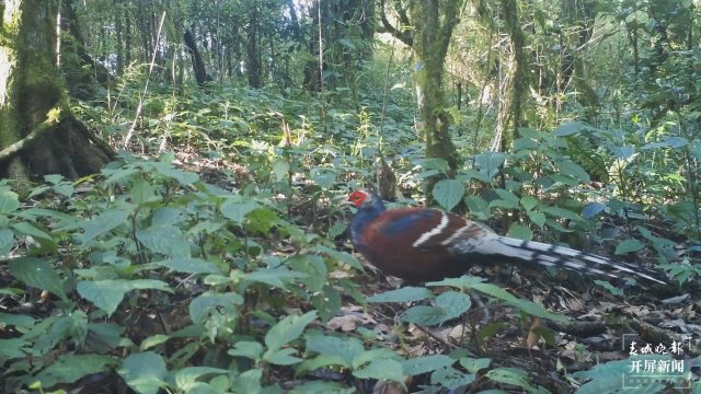 難得一見！云南龍陵首次拍到“啞巴雞”黑頸長尾雉珍貴影像（開屏新聞記者 崔敏 通訊員 郁云江 尹純助 張蓉 攝）