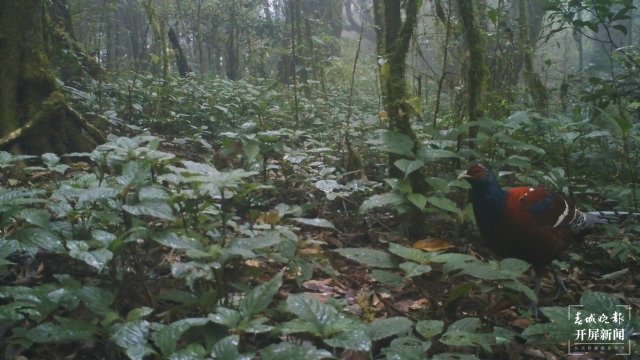 難得一見！云南龍陵首次拍到“啞巴雞”黑頸長尾雉珍貴影像（開屏新聞記者 崔敏 通訊員 郁云江 尹純助 張蓉 攝）