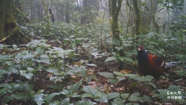 難得一見！云南龍陵首次拍到“啞巴雞”黑頸長尾雉珍貴影像（開屏新聞記者 崔敏 通訊員 郁云江 尹純助 張蓉 攝）