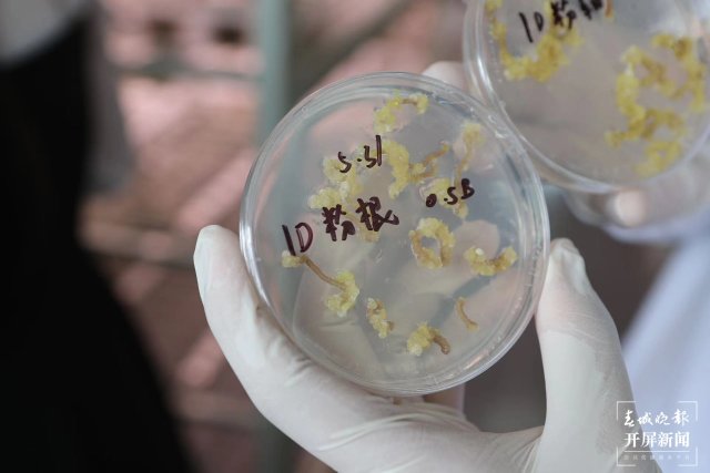 洋桔梗1 洋桔梗1