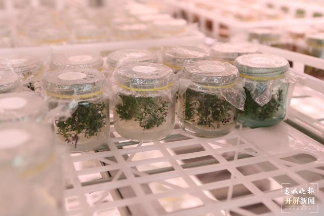 洋桔梗2 洋桔梗2