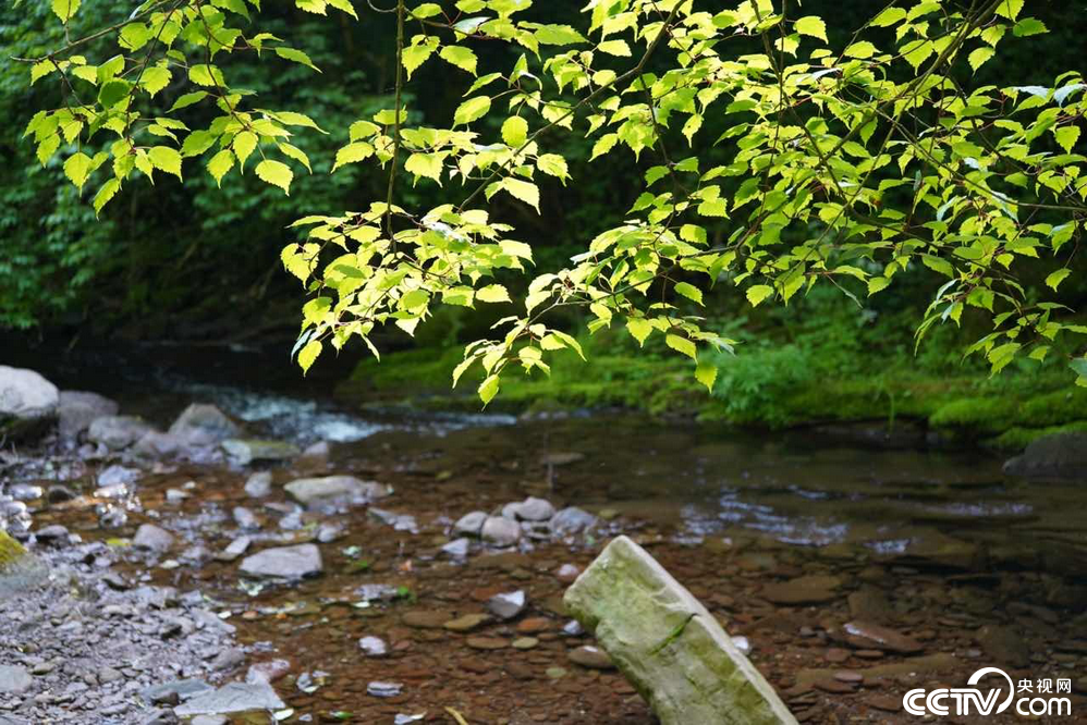 PHOTYyfmgG2nHaLBR5MYdZQl220629_1000x2000