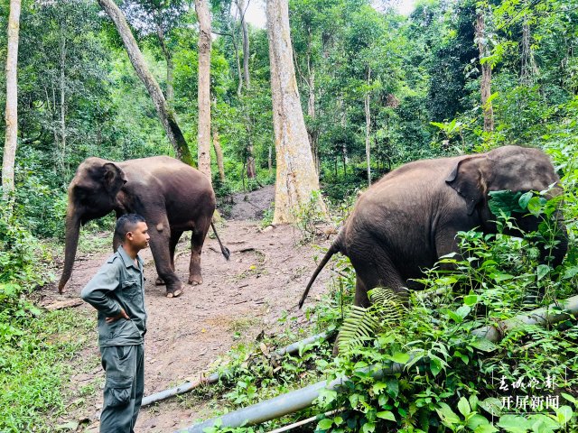 救護亞洲象！守護“象”往的生活 春城晚報-開屏新聞記者 林舒佳 攝影報道3.jpg
