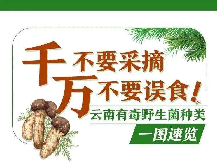防止野生菌中毒！云南省消費者協(xié)會發(fā)布提示