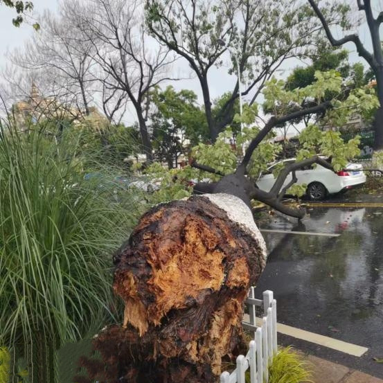 金蘭路64株泡桐存隱患被應(yīng)急清理(西山區(qū)城市管理局 供圖)